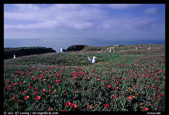 Ice plants and western seagulls, Anacapa. Channel Islands National Park (color)