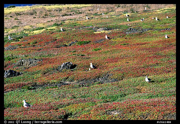 Ice plants and western seagulls, Anacapa. Channel Islands National Park, California, USA.