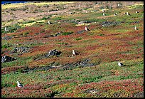 Ice plants and western seagulls, Anacapa. Channel Islands National Park, California, USA. (color)