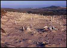 Caliche stumps, early morning, San Miguel Island. Channel Islands National Park, California, USA.