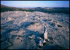 Caliche Forest, early morning, San Miguel Island. Channel Islands National Park ( color)