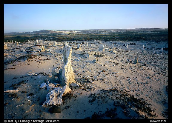 Caliche forest, San Miguel Island. Channel Islands National Park (color)