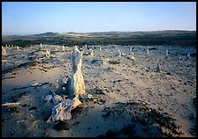 Caliche forest, San Miguel Island. Channel Islands National Park, California, USA.