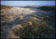 Flowers and caliche forest, early morning, San Miguel Island. Channel Islands National Park, California, USA.