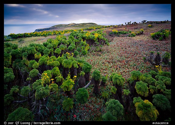 Coreopsis and iceplant carpet, East Anacapa Island. Channel Islands National Park, California, USA.