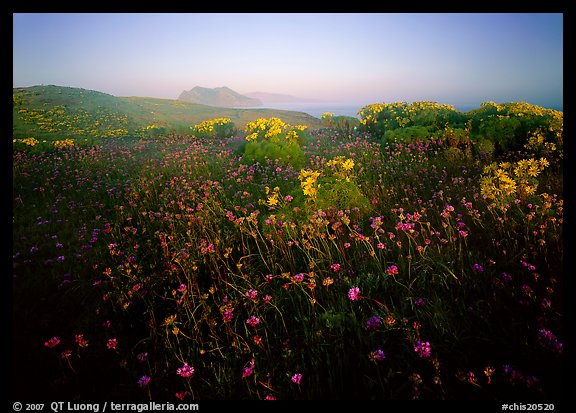 Spring wildflowers and mist, early morning, Anacapa Island. Channel Islands National Park, California, USA.