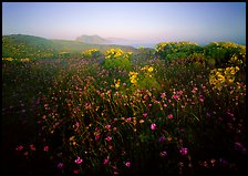 Spring wildflowers and mist, early morning, Anacapa Island. Channel Islands National Park, California, USA.