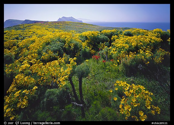 Coreopsis in bloom and Paintbrush in the spring, Anacapa Island. Channel Islands National Park (color)