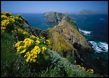 Coreopsis and chain of islands, Inspiration Point, Anacapa Island. Channel Islands National Park, California, USA.