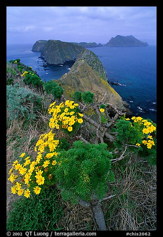 Coreopsis in bloom near Inspiration Point, morning, Anacapa. Channel Islands National Park, California, USA.