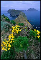 Coreopsis in bloom near Inspiration Point, morning, Anacapa. Channel Islands National Park, California, USA. (color)