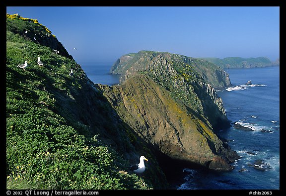 Western seagulls near Inspiration Point, morning, Anacapa. Channel Islands National Park (color)