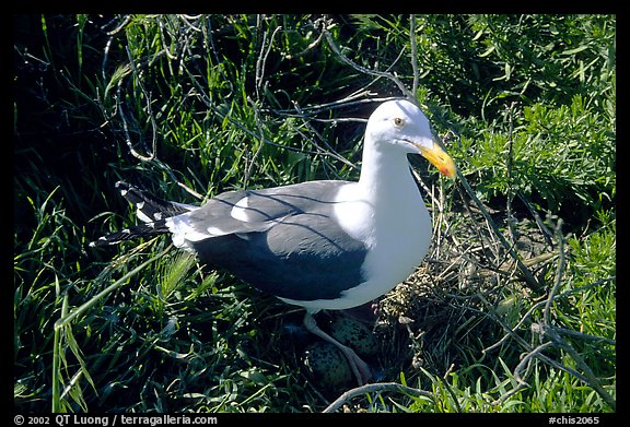 Western seagull. Channel Islands National Park, California, USA.