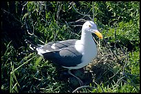 Western seagull. Channel Islands National Park ( color)