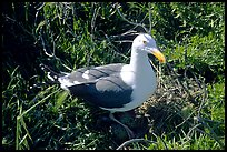 Western seagull. Channel Islands National Park ( color)