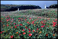 Western seagus and ice plants. Channel Islands National Park, California, USA.