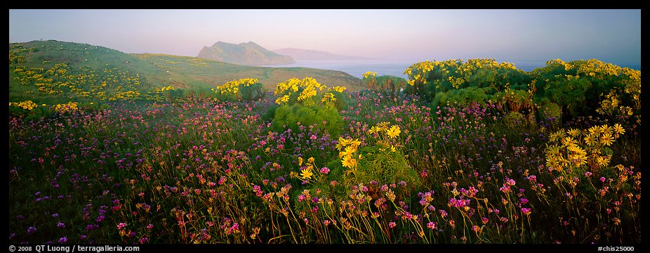 Wildflowers and early coastal mist, Anacapa Island. Channel Islands National Park, California, USA.