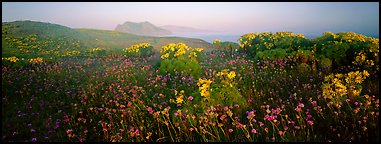 Wildflowers and early coastal mist, Anacapa Island. Channel Islands National Park (Panoramic color)