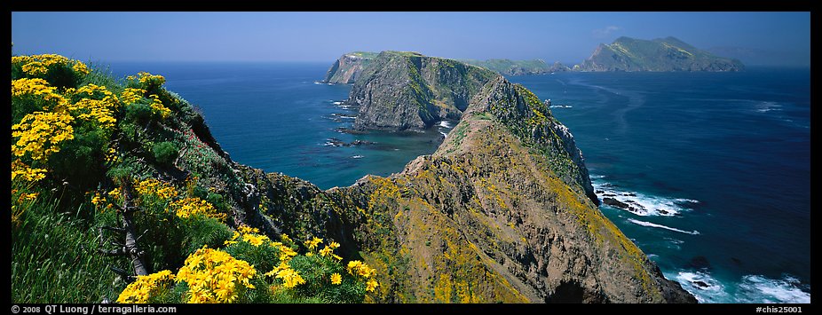 Coreopsis and chain of craggy islands, Anacapa Island. Channel Islands National Park, California, USA.