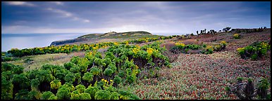 Carpet of iceplant and Coreopsis, Anacapa Island. Channel Islands National Park (Panoramic color)