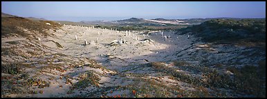 Sandy basin with petrified stumps, San Miguel Island. Channel Islands National Park (Panoramic color)