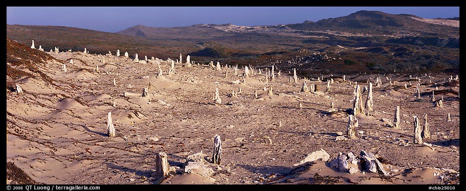 Rare caliche forest, San Miguel Island. Channel Islands National Park (color)