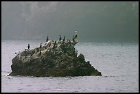 Rock covered with cormorants and pelicans, Santa Cruz Island. Channel Islands National Park, California, USA.