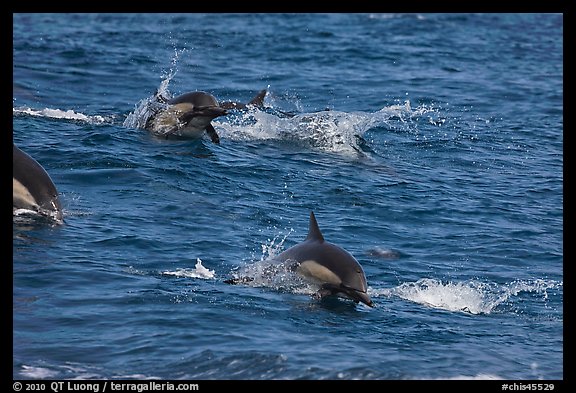 Dolphins jumping out of ocean water. Channel Islands National Park (color)