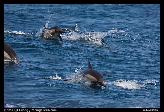 Dolphins jumping out of ocean water. Channel Islands National Park, California, USA.