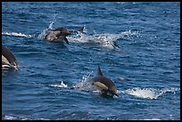 Dolphins jumping out of ocean water. Channel Islands National Park, California, USA.