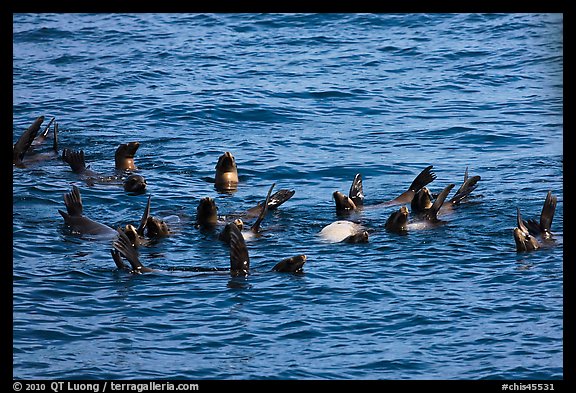 Raft of sea lions in ocean. Channel Islands National Park (color)