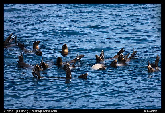 Raft of sea lions in ocean. Channel Islands National Park, California, USA.