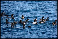 Raft of sea lions in ocean. Channel Islands National Park ( color)