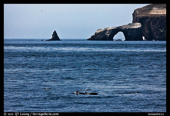 Dolphins and Arch Rock. Channel Islands National Park (color)