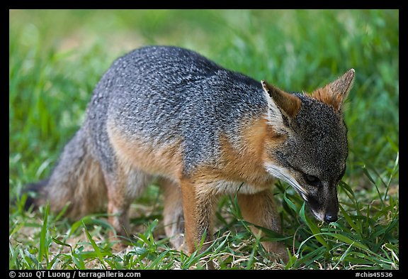 Critically endangered Coast Fox (Channel Islands Fox), Santa Cruz Island. Channel Islands National Park (color)