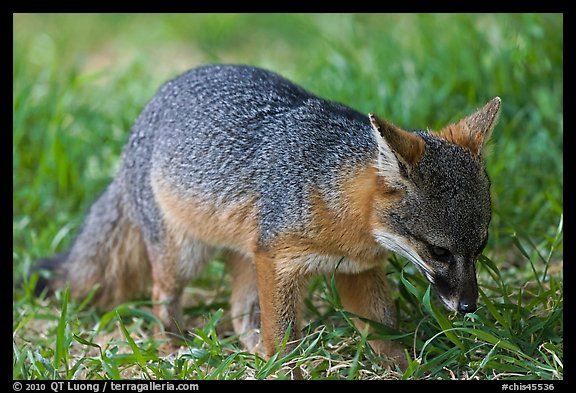 Critically endangered Coast Fox (Channel Islands Fox), Santa Cruz Island. Channel Islands National Park, California, USA.