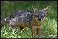 Island fox (Urocyon littoralis santacruzae), Santa Cruz Island. Channel Islands National Park, California, USA.