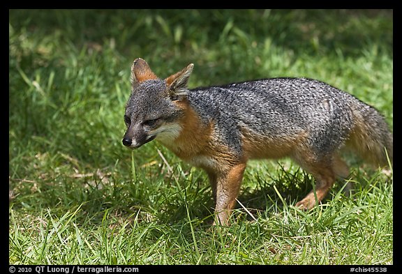 Short-Tailed Fox (Insular Gray Fox), Santa Cruz Island. Channel Islands National Park, California, USA.