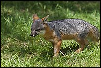 Short-Tailed Fox (Insular Gray Fox), Santa Cruz Island. Channel Islands National Park, California, USA.