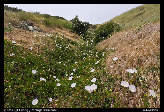 Wild Morning Glory in gully, Santa Cruz Island. Channel Islands National Park, California, USA.