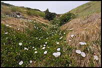 Wild Morning Glory in gully, Santa Cruz Island. Channel Islands National Park, California, USA.