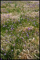 Wildflowers and grasses, Santa Cruz Island. Channel Islands National Park, California, USA.