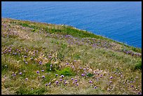 Wildflowers and wind-blown grasses on coastal bluff, Santa Cruz Island. Channel Islands National Park, California, USA.