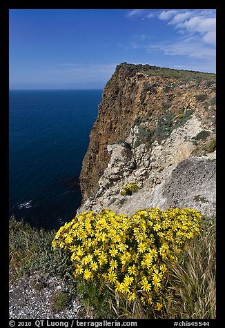 Coreopsis and cliff, Cavern Point, Santa Cruz Island. Channel Islands National Park, California, USA.