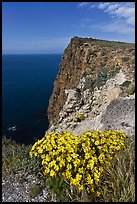 Coreopsis and cliff, Cavern Point, Santa Cruz Island. Channel Islands National Park, California, USA.