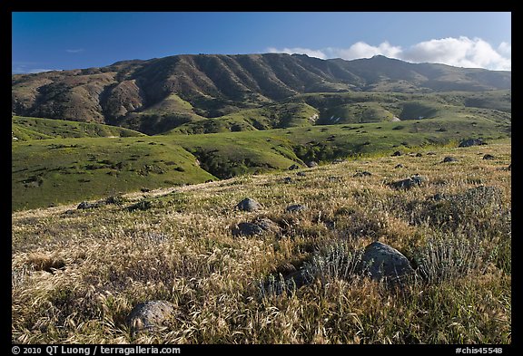 Grasses and Montannon Ridge, Santa Cruz Island. Channel Islands National Park, California, USA.