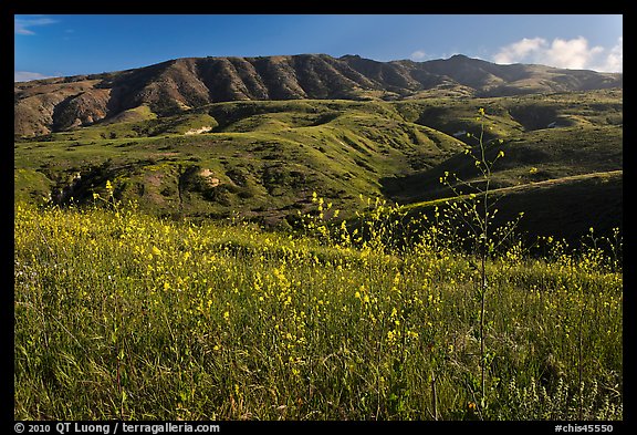 Mustard in bloom and interior hills, Santa Cruz Island. Channel Islands National Park, California, USA.