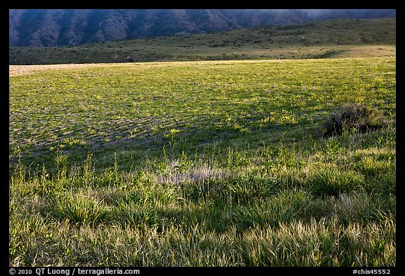 Meadown in spring, Santa Cruz Island. Channel Islands National Park, California, USA.