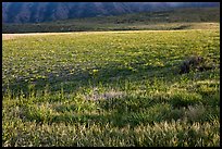 Meadow in spring, Santa Cruz Island. Channel Islands National Park ( color)