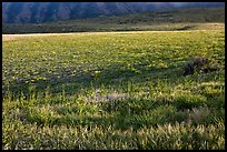 Meadown in spring, Santa Cruz Island. Channel Islands National Park, California, USA. (color)